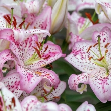 Лилия Солюшн