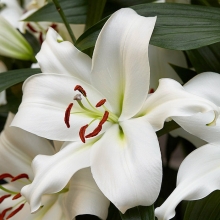 Лилия Замбези