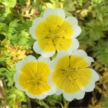 Лимнантес Солнышко