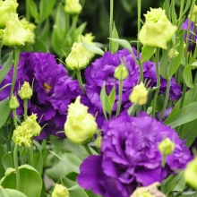 Эустома Алисса Блю F1