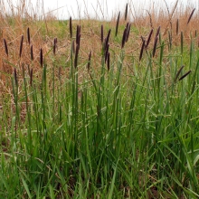Лисохвост тростниковый (большой пакет)