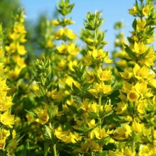 Лизимахия Русское золото