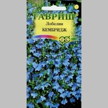 Лобелия Кембридж