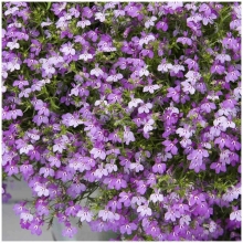 Лобелия Лиловый фонтан (плетистая)