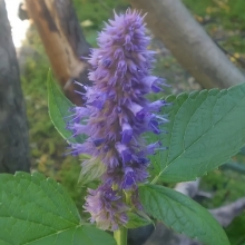 Лофант Знахарь анисовый