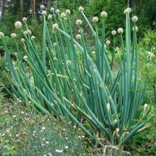 Лук Алтайский батун