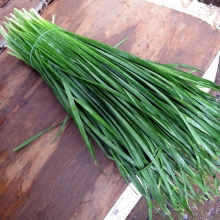 Лук Душистый Чесночный Аромат