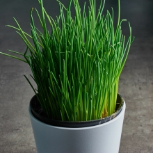 Лук Домашний (шнитт)