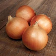 Лук Спэниш Медальон F1