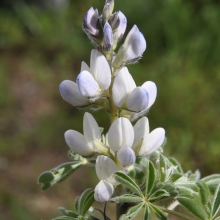 Люпин Белозерный 110 0,5 кг (большой пакет)