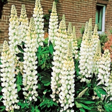 Люпин Аристократ