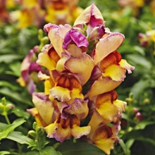 Львиный зев Кракл энд Поп F1 Сансет