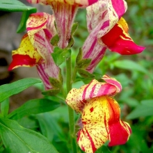 Львиный зев Торбей рок