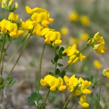 Лядвенец рогатый Солнечная Лужайка