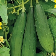 Люффа Цилиндрическая