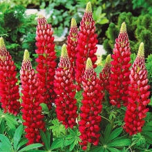 Люпин Рубин