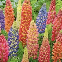 Люпин Низкорослый смесь