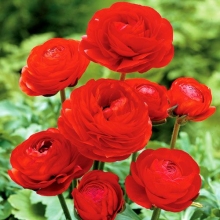 Лютик Цветущая долина красная F1 (Ранункулюс)