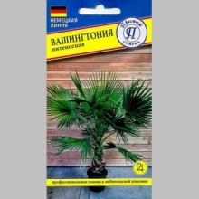 Вашингтония нитеносная