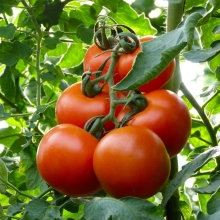 Томат Махитос F1 (Rijk Zwaan)