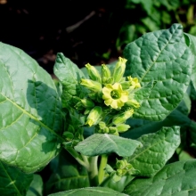 Махорка Деревенская