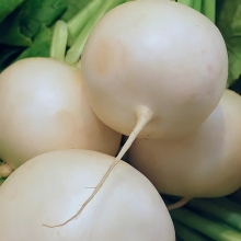 Редька Майская