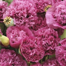 Мак Махровый Пурпурный пионовидный