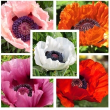Папавер Шёлковые лепестки (мак восточный)
