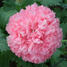 Мак Молочно-Розовый пионовидный