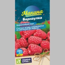 Малина Барнаулка красная