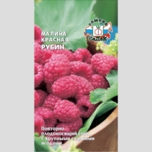 Малина Красная Рубин
