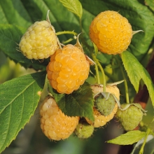 Малина Медовая