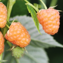 Малина Золотые купола ремонтантная