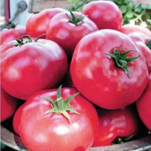 Томат Малиновый Ожаровски (большой пакет)