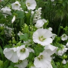 Малопа Беляна