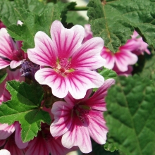 Малопа Бриллиантовая роза