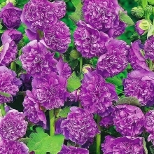 Мальва Фиолетовый бархат