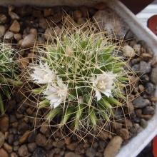 Маммиллярия Камптотриха Мексиканские звезды