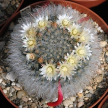 Маммиллярия Жемчужина (шейдвелардиана)