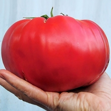 Томат Мамонт