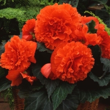 Бегония Мандариновая F1