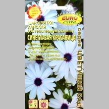 Маргаритка капская Синеглазая красавица