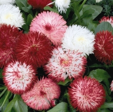 Маргаритка Хабанера Микс