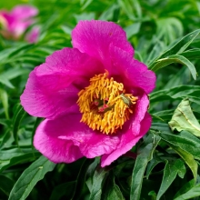 Пион Марьюшка (уклоняющийся)