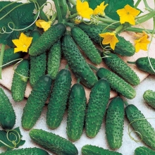 Огурец Маринда F1