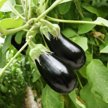 Баклажан Марципан F1 (Вкуснятина)