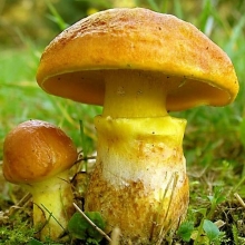 Грибы - Масленок на зерновом субстрате (мицелий) 15мл (большой пакет)