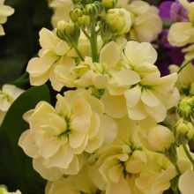 Левкой Свинг