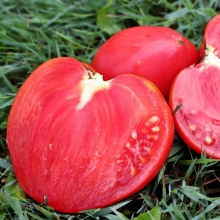 Томат Мазарини