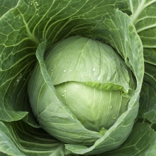 Капуста Мегатон F1